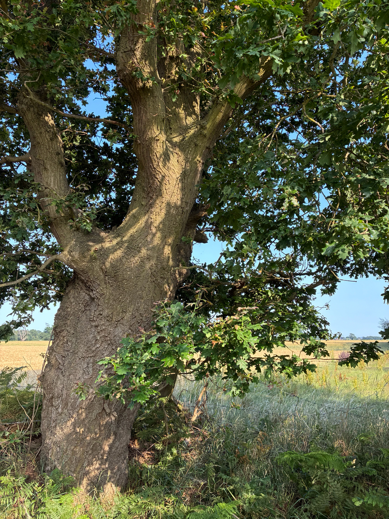 English Oak
