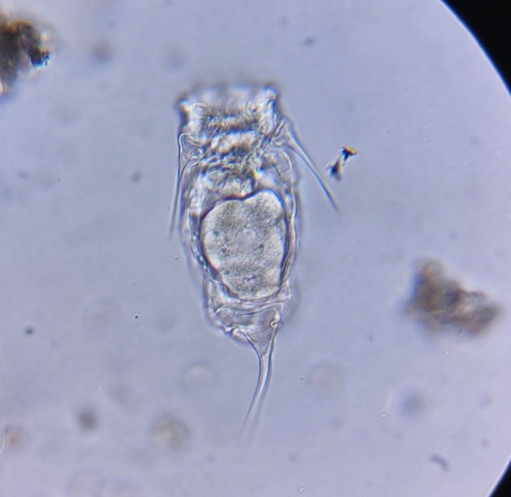 Filinia Cornuta