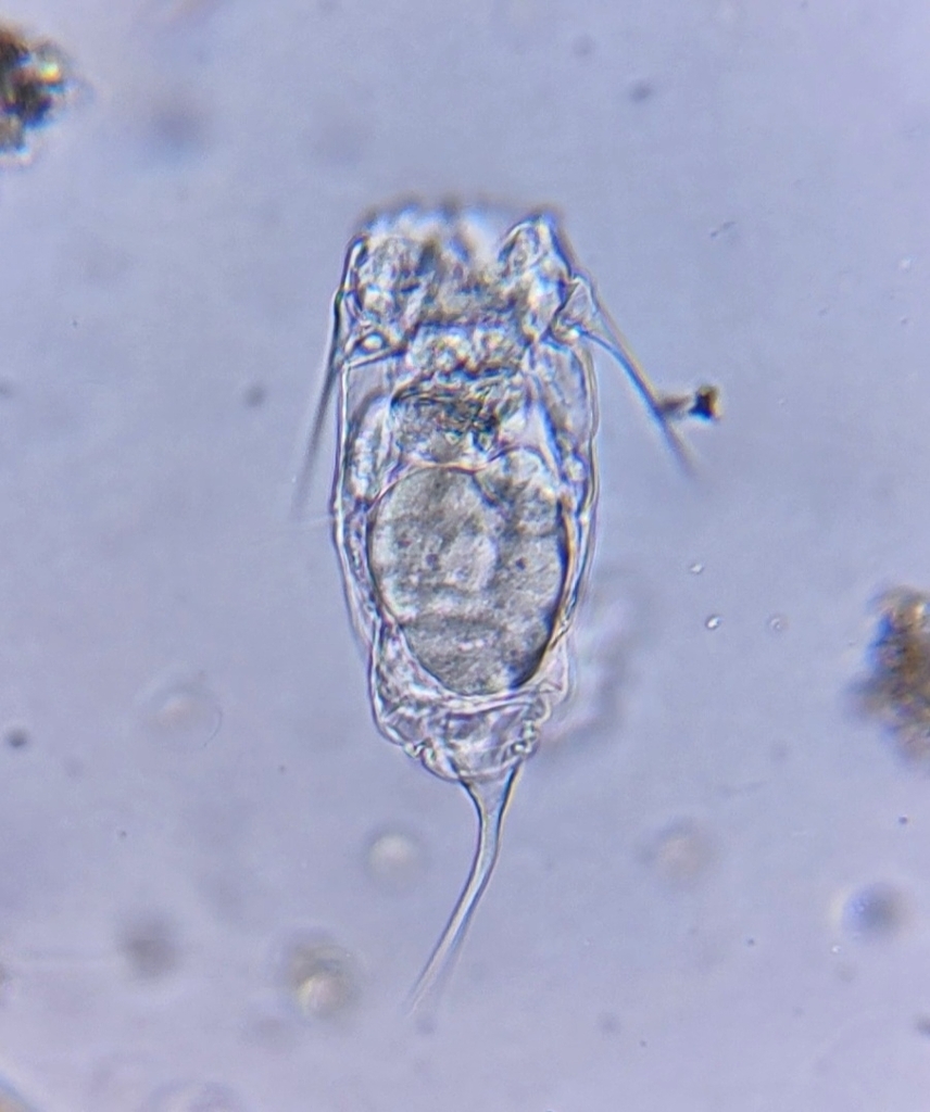 Filinia Cornuta