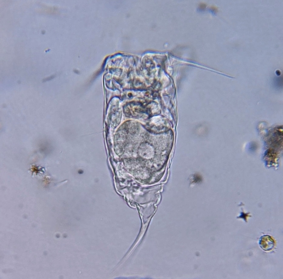 Filinia Cornuta