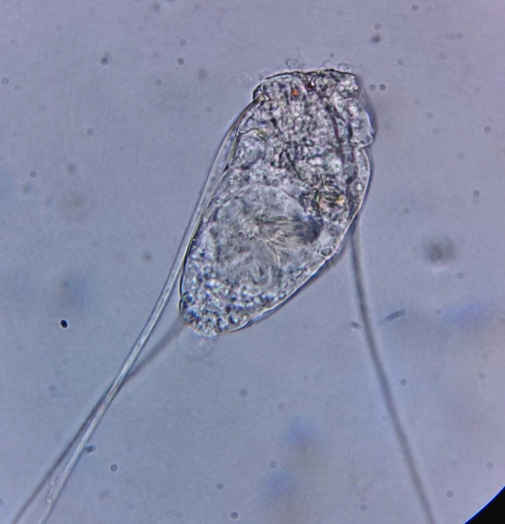 Filinia Terminalis