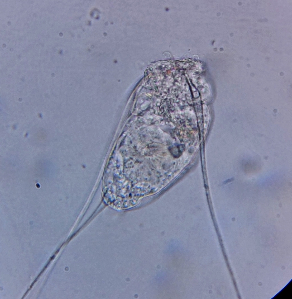 Filinia Terminalis