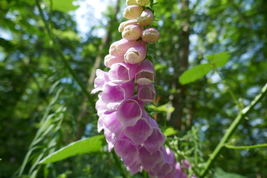 Foxglove
