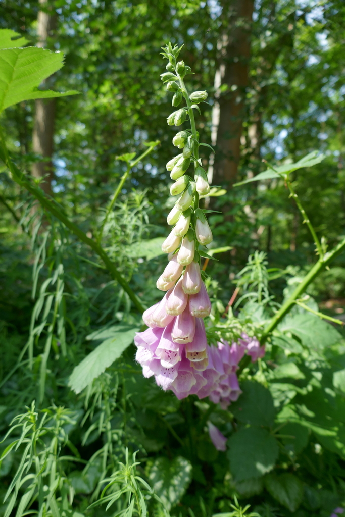 Foxglove