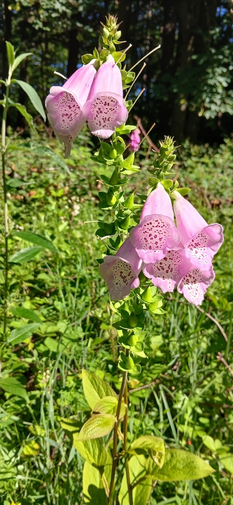 Foxglove