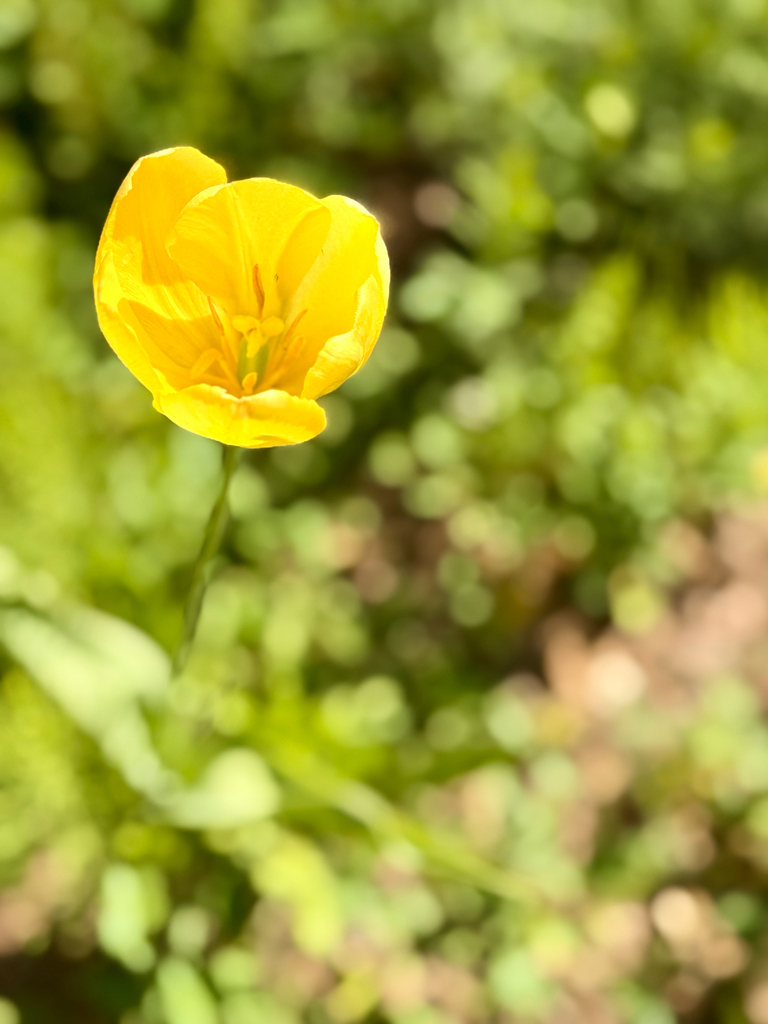 Garden Tulip