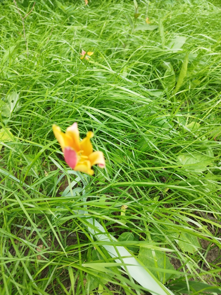 Garden Tulip