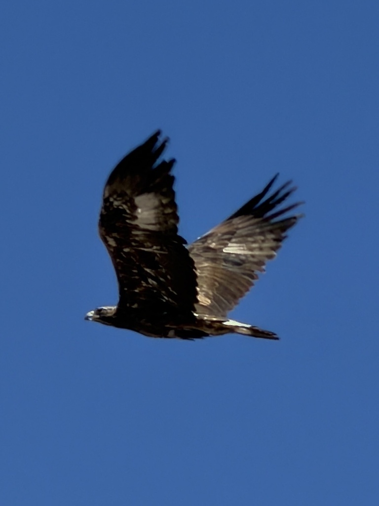 Aguila Real