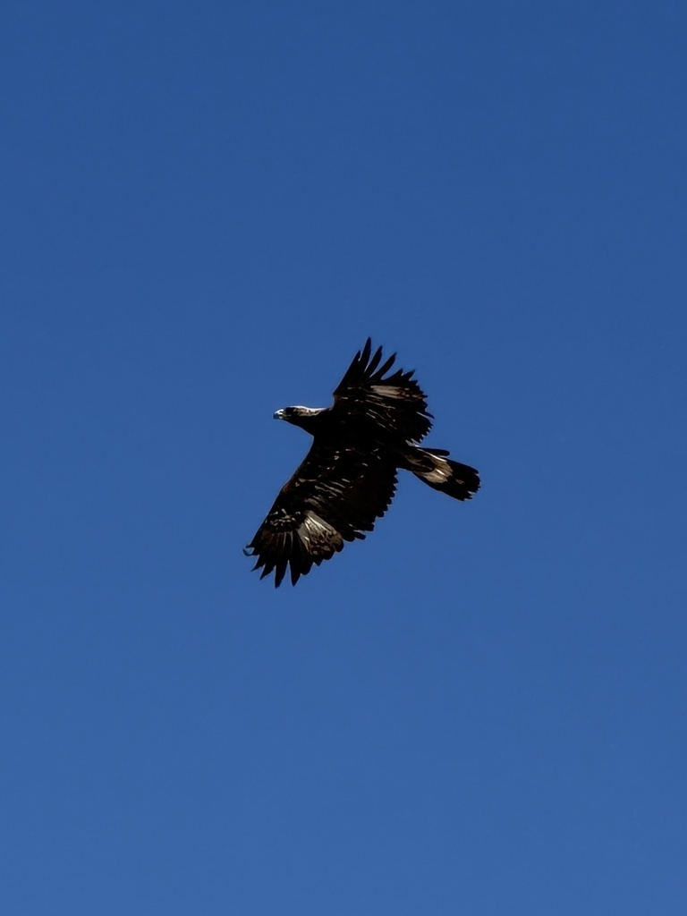 Golden Eagle