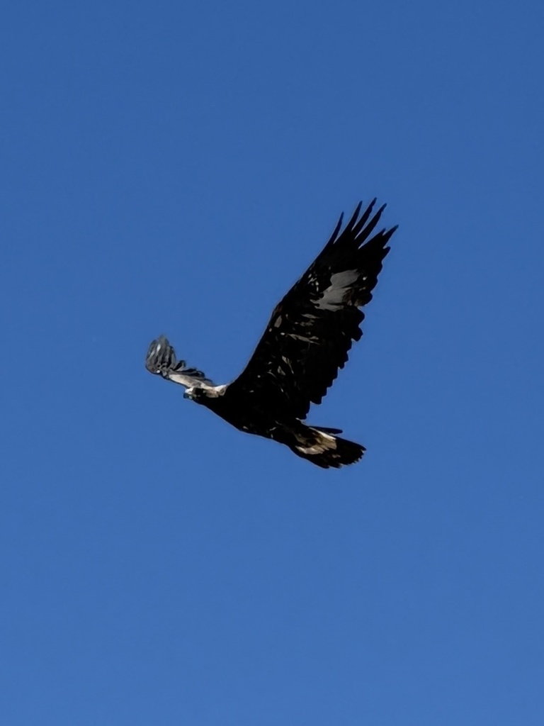 Golden Eagle