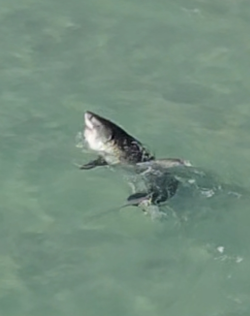 Great White Shark