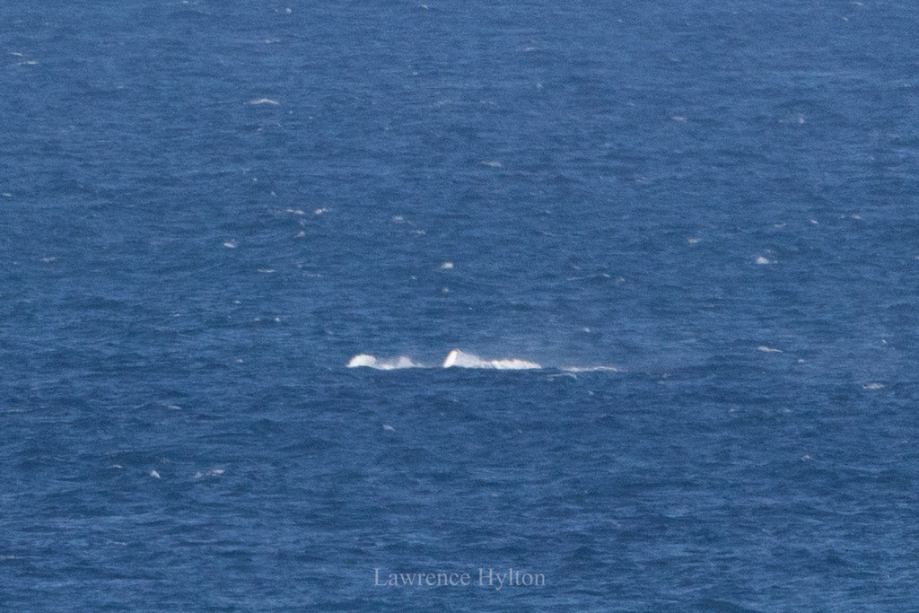 Humpback Whale