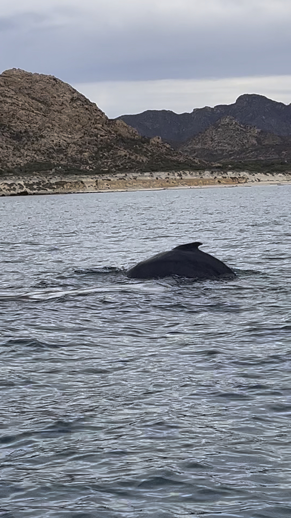 Humpback Whale