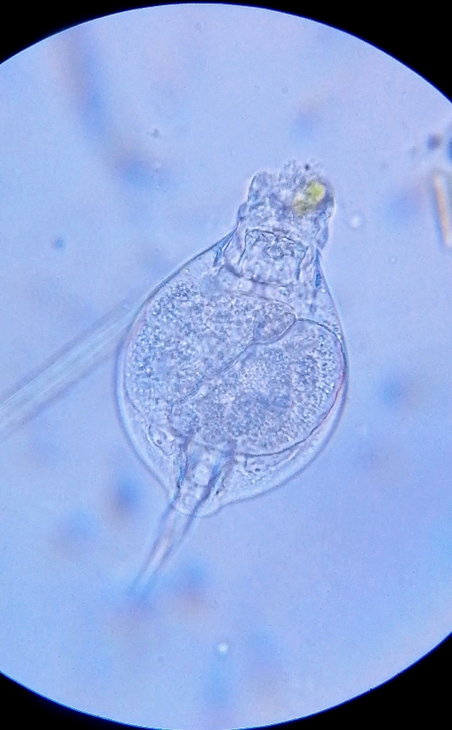 Lepadella Glossa