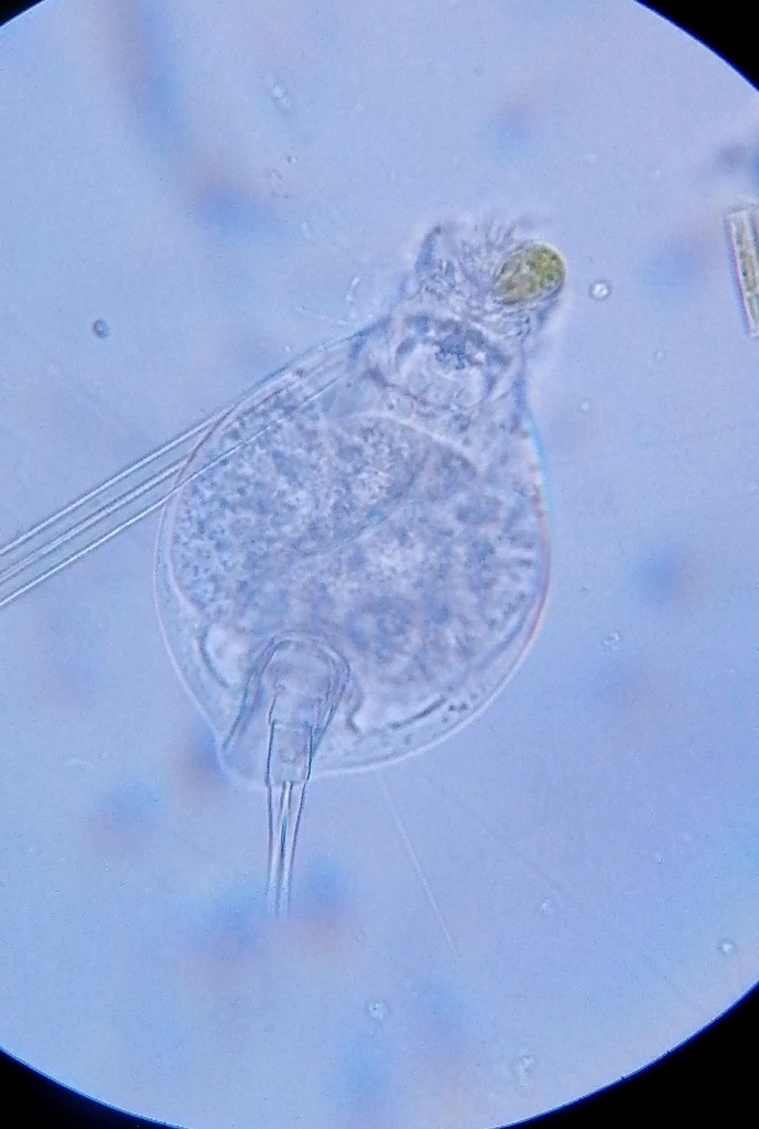 Lepadella Glossa