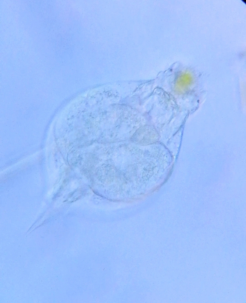 Lepadella Glossa
