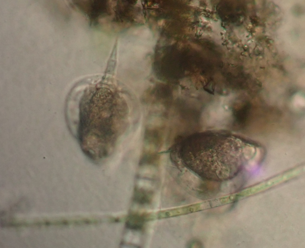 Lepadella Triptera