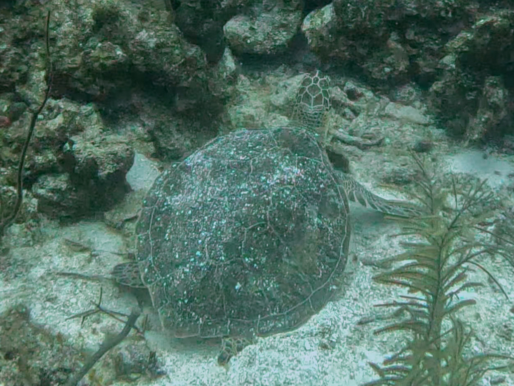 Loggerhead Sea Turtle