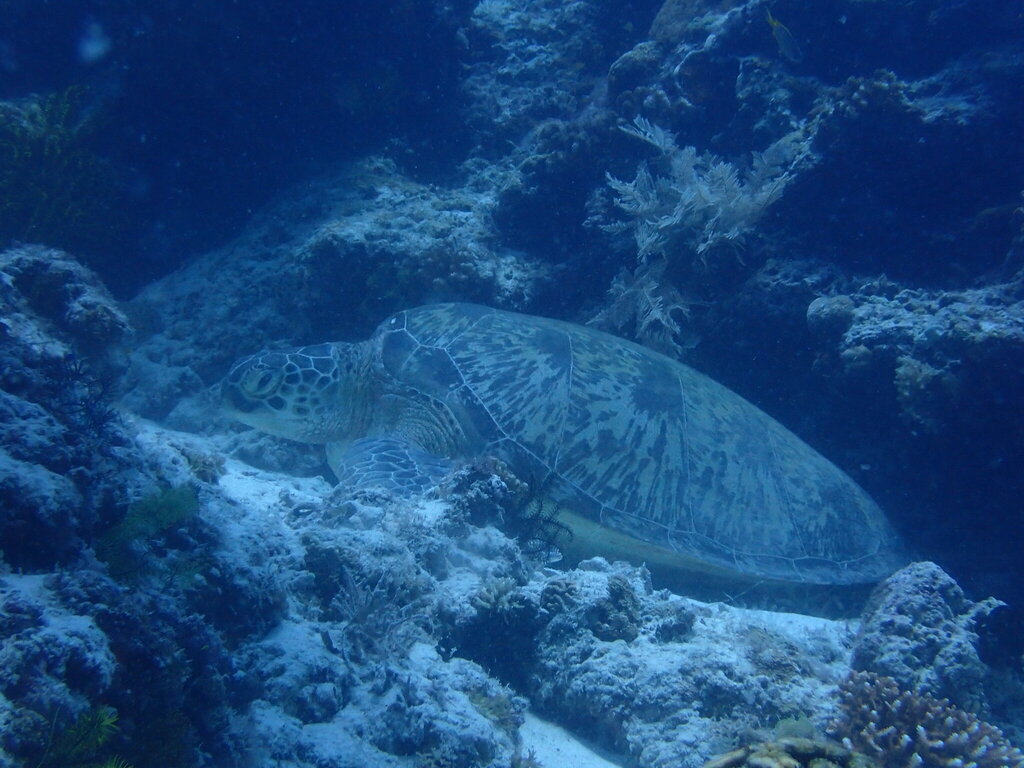 Loggerhead Sea Turtle