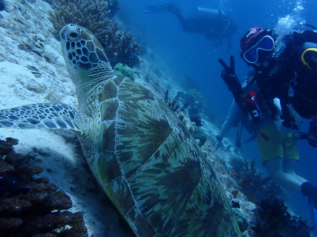 Loggerhead Sea Turtle