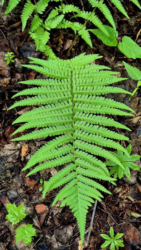 Male Fern