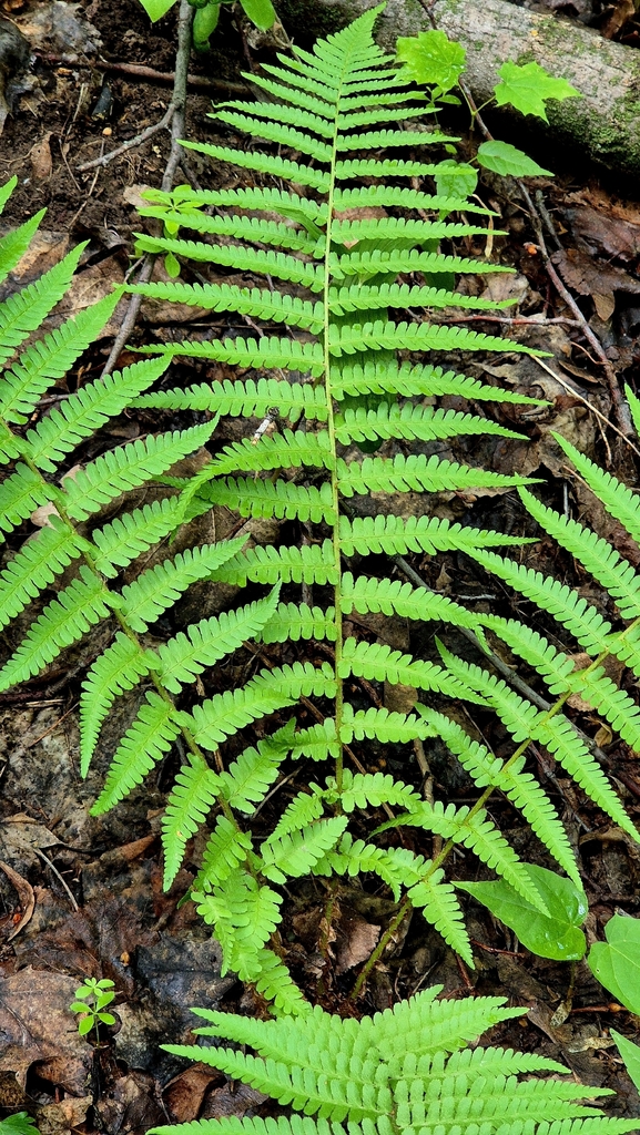 Male Fern