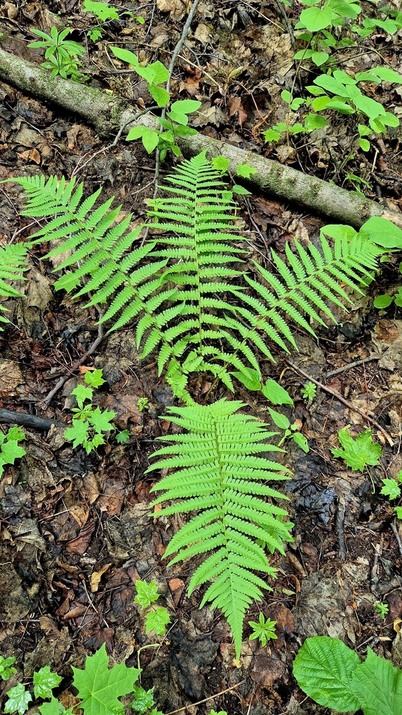 Male Fern