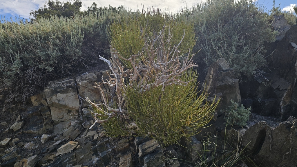 Mountain Ephedra