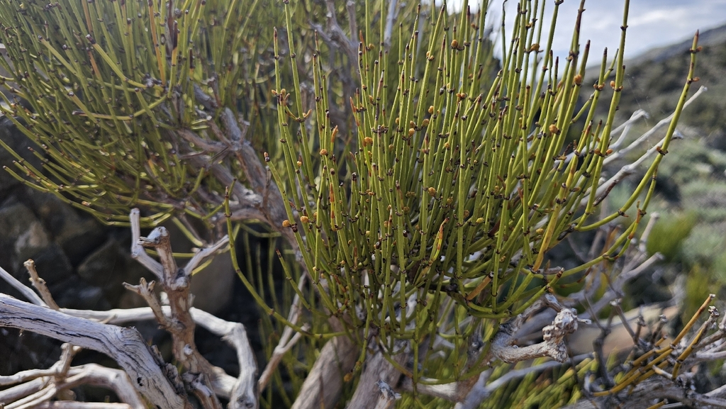 Mountain Ephedra