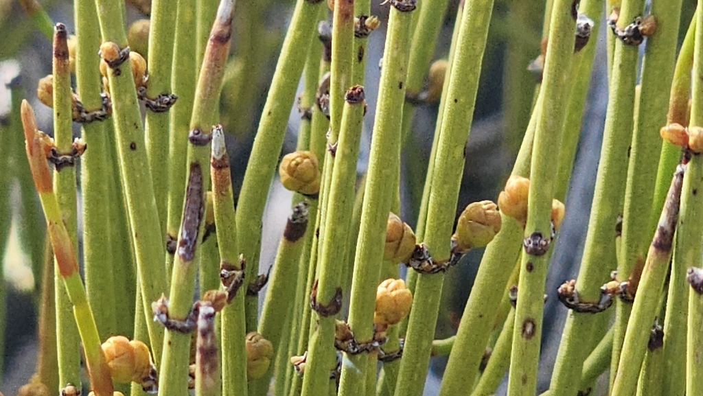 Mountain Ephedra