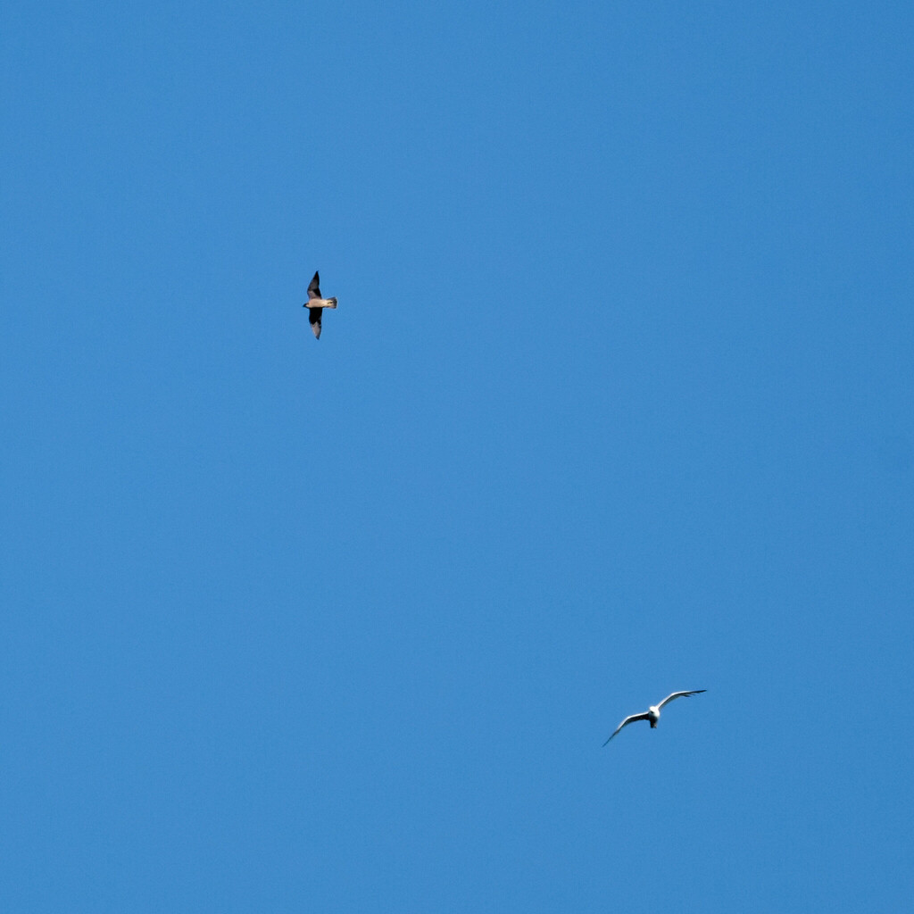 Peregrine Falcon