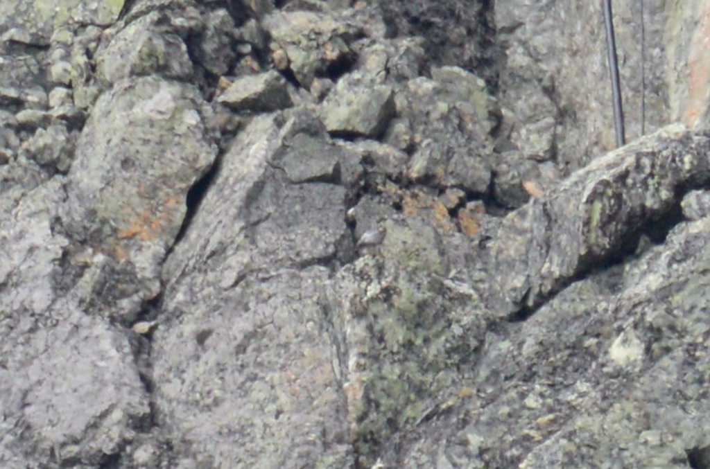 Peregrine Falcon