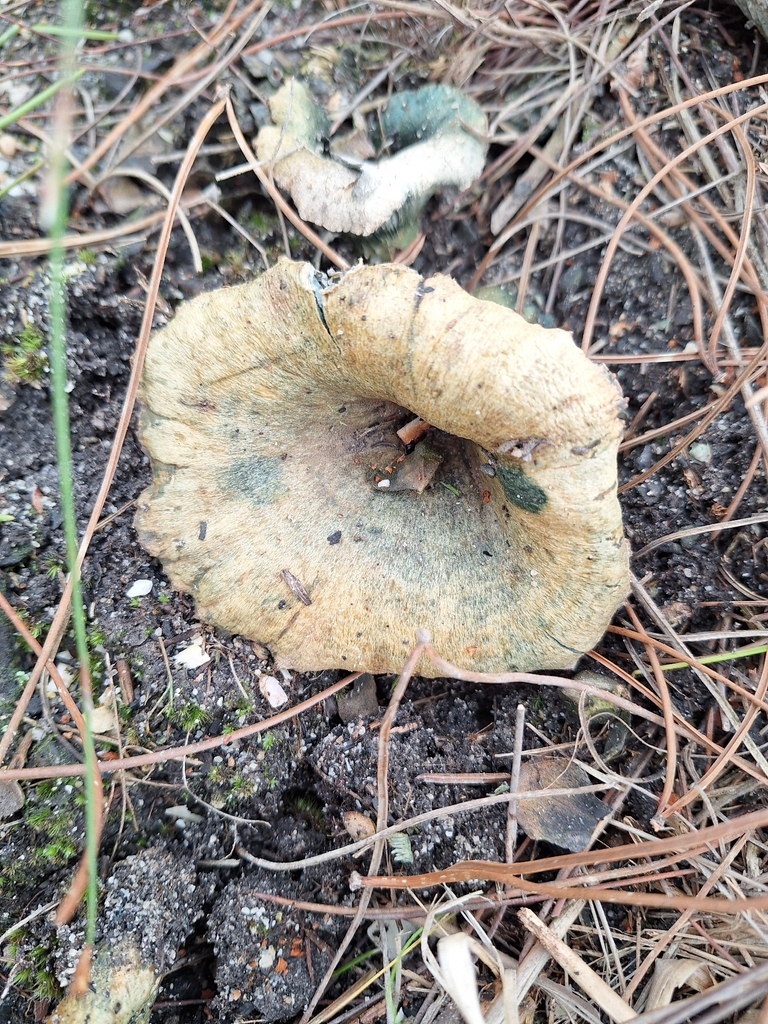 Saffron Milk Cap