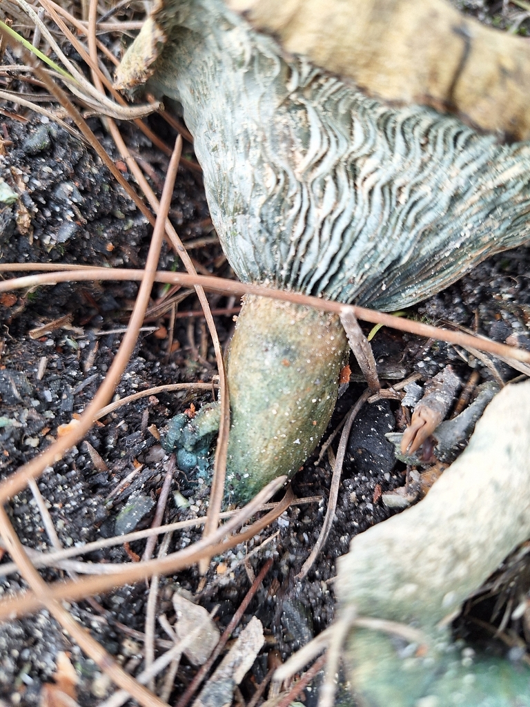 Saffron Milk Cap