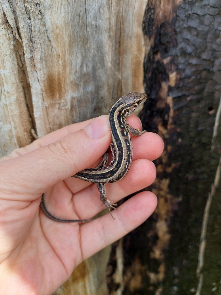 Sand Lizard