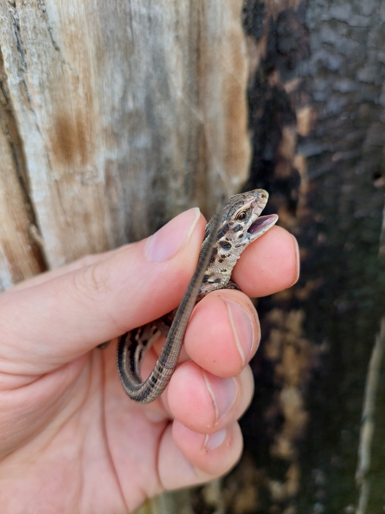 Sand Lizard