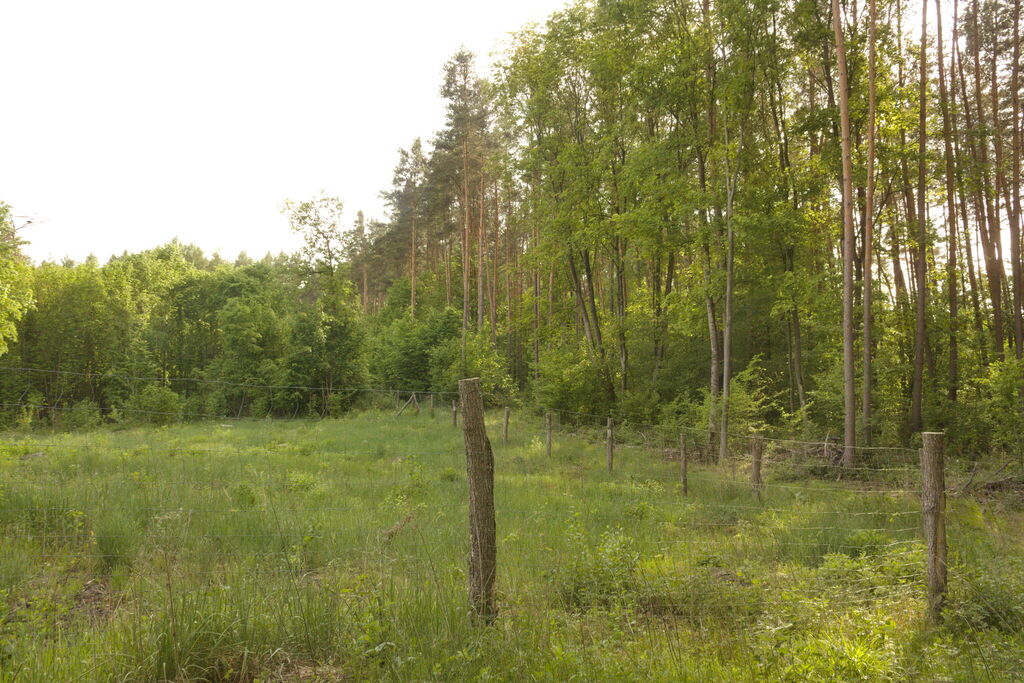 Scots Pine