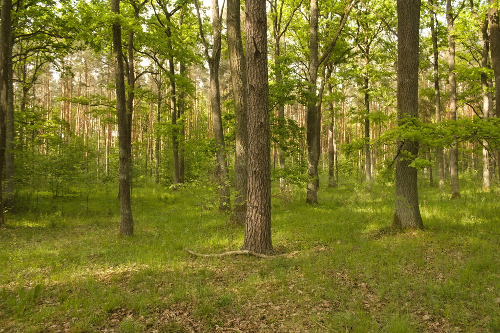Scots Pine