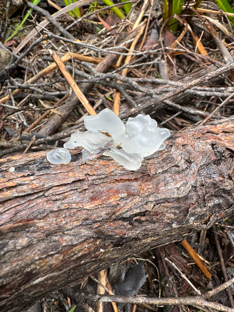 Snow Fungus