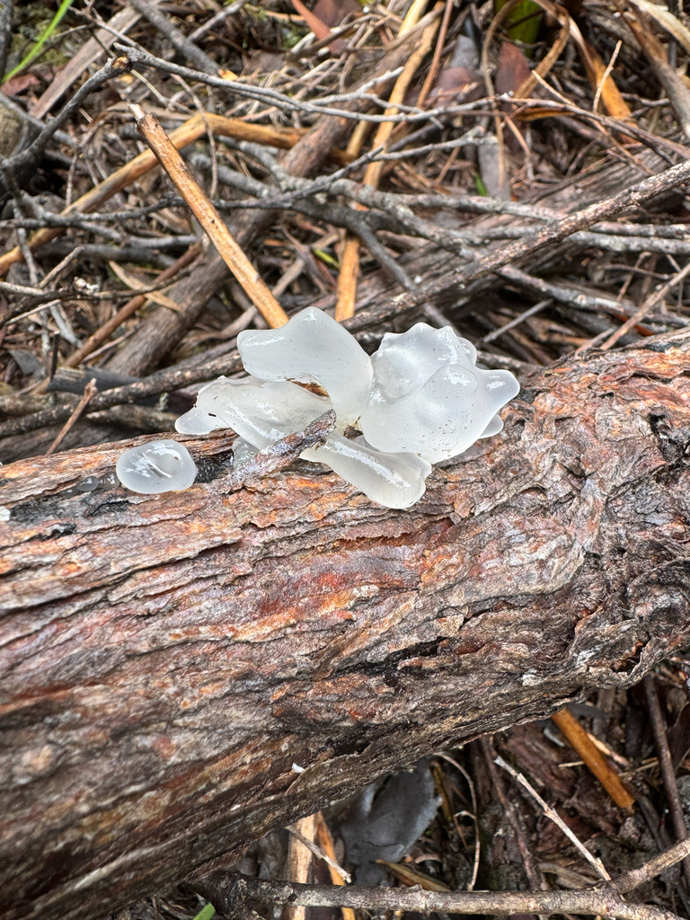 Snow Fungus