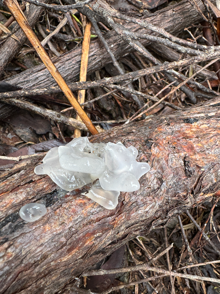 Snow Fungus