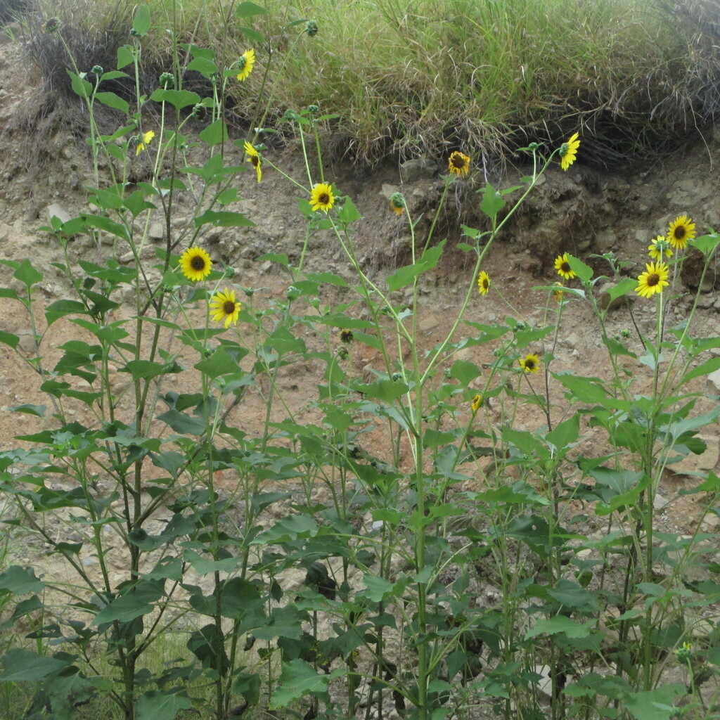 Hélianthe Annuel, Grand Soleil, Tournesol