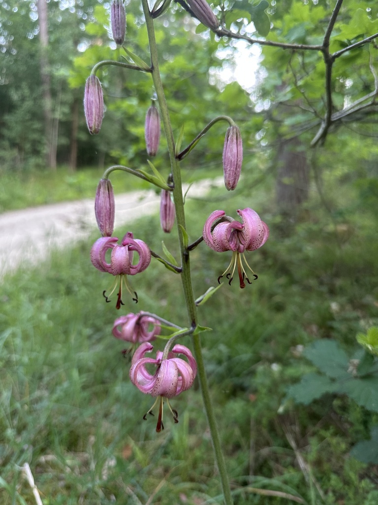 Turk’s-cap Lily