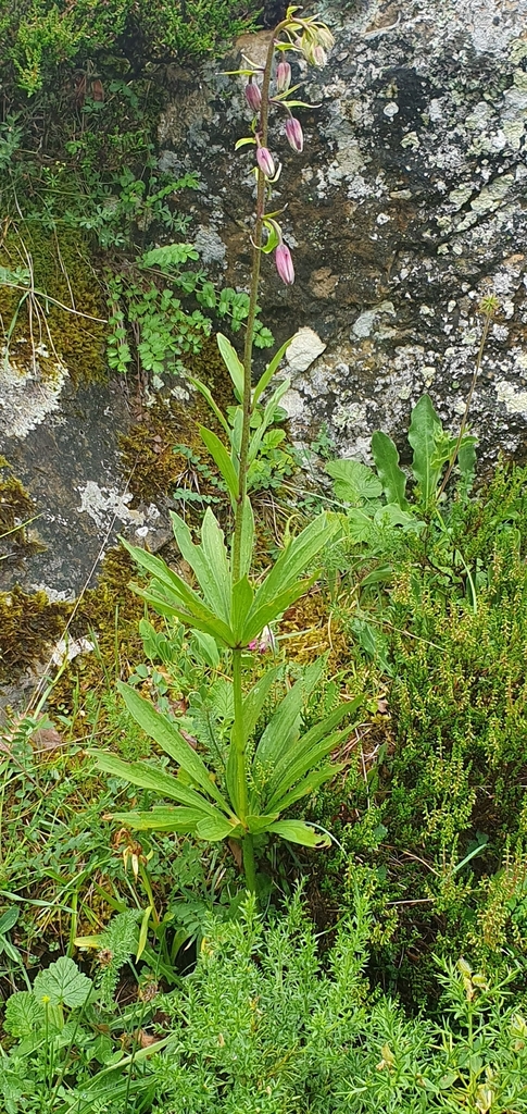 Turk's-cap Lily