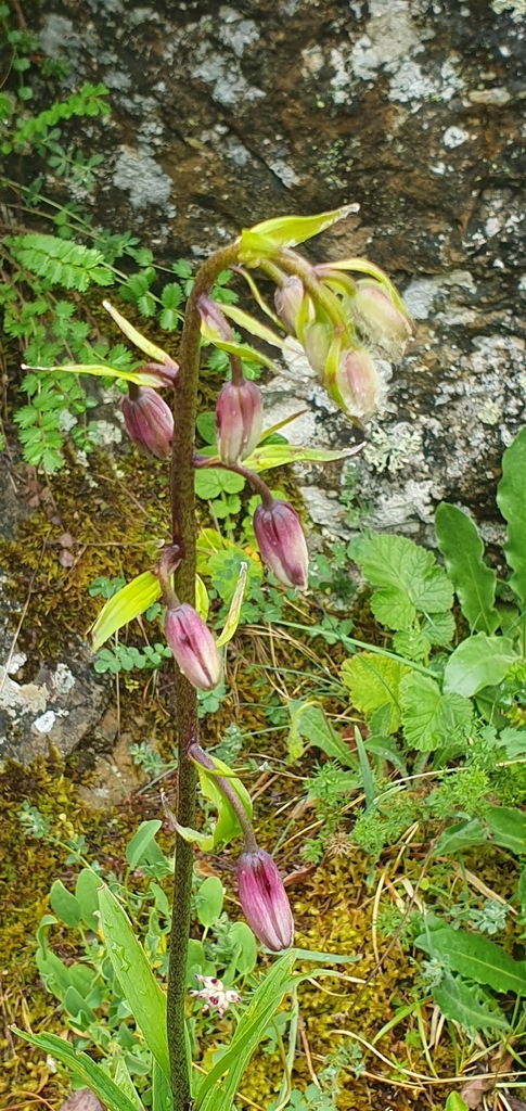 Turk's-cap Lily