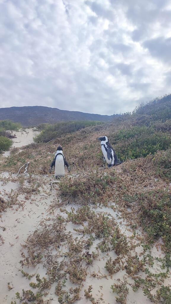 Pingüino De El Cabo