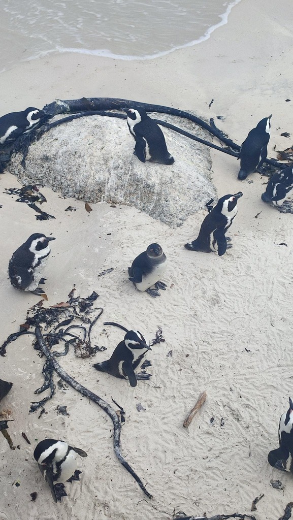 African Penguin
