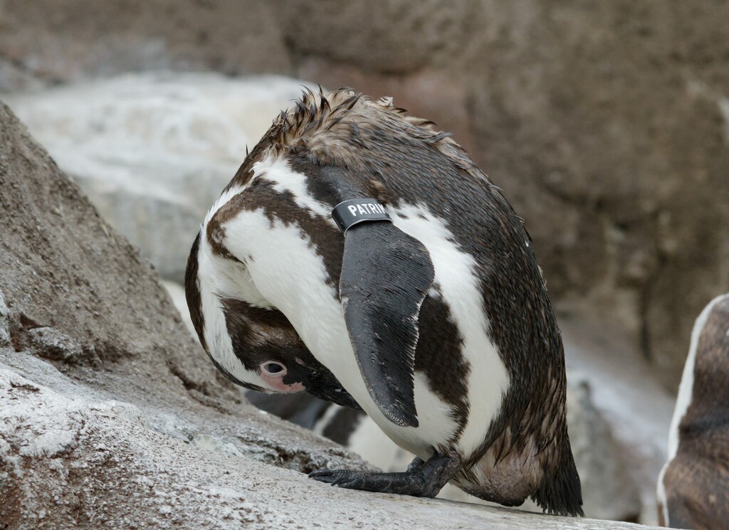 African Penguin