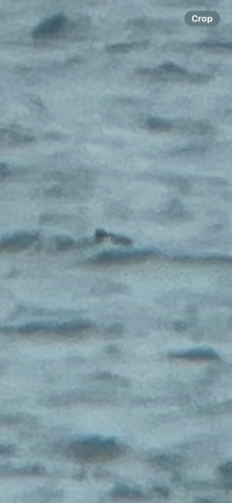 Frailecillo Atlántico