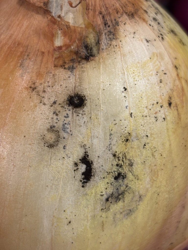 Black Mold